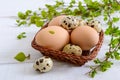 Basket with chicken and quail eggs, green young branches on a white wooden background. Royalty Free Stock Photo