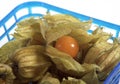 Basket with Chinese Lantern Fruit, physalis alkekenge