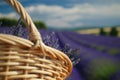 basket closeup, lavender field stretching out below Royalty Free Stock Photo