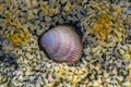 Basket Cockle: Delicate Beauty of Coastal Flora