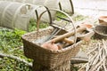 Basket of colonial garden tools Royalty Free Stock Photo