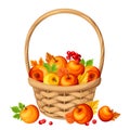 Basket with colorful autumn apples and leaves. Vector illustration. Royalty Free Stock Photo