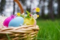 Basket with colorful easter eggs and springtime flowers on green Royalty Free Stock Photo
