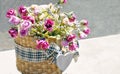 Basket with colorful mauve roses flowers Royalty Free Stock Photo