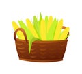 Basket of corn cobs. Harvest agricultural plant. Food product. Farmer farm illustration. Object isolated on white Royalty Free Stock Photo