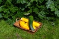 Basket of courgettes with growing courgette plants