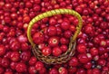 Basket of Cowberries Royalty Free Stock Photo