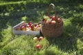 Basket And Crate Of Apples On Grass Royalty Free Stock Photo