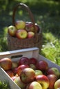 Basket And Crate Of Apples On Grass Royalty Free Stock Photo