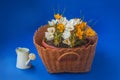 Basket with crocuses and a white watering can on a blue background Royalty Free Stock Photo