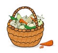 Basket with a crop of zucchini, carrots and cucumber on a white background. Vector