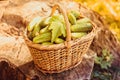 Basket with cucumbers. Autumn harvesting. Summer harvest. Blanks for the winter. Basket of vegetables. Fresh cucumbers Royalty Free Stock Photo