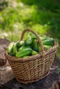 Basket with cucumbers. Autumn harvesting. Summer harvest. Blanks for the winter. Basket of vegetables. Fresh cucumbers Royalty Free Stock Photo