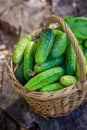 Basket with cucumbers. Autumn harvesting. Summer harvest. Blanks for the winter. Basket of vegetables. Fresh cucumbers Royalty Free Stock Photo