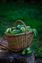 Basket with cucumbers. Autumn harvesting. Summer harvest. Blanks for the winter. Basket of vegetables. Fresh cucumbers Royalty Free Stock Photo