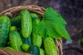 Basket with cucumbers. Autumn harvesting. Summer harvest. Blanks for the winter. Basket of vegetables. Fresh cucumbers Royalty Free Stock Photo