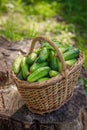 Basket with cucumbers. Autumn harvesting. Summer harvest. Blanks for the winter. Basket of vegetables. Fresh cucumbers Royalty Free Stock Photo