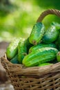 Basket with cucumbers. Autumn harvesting. Summer harvest. Blanks for the winter. Basket of vegetables. Fresh cucumbers Royalty Free Stock Photo