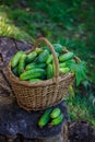 Basket with cucumbers. Autumn harvesting. Summer harvest. Blanks for the winter. Basket of vegetables. Fresh cucumbers Royalty Free Stock Photo