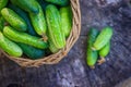 Basket with cucumbers. Autumn harvesting. Summer harvest. Blanks for the winter. Basket of vegetables. Fresh cucumbers Royalty Free Stock Photo