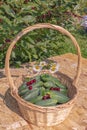 Still life basket of cucumbers with a bouquet of daisies