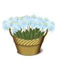 Basket with daisies