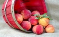 Basket of Delicious Fresh Peaches