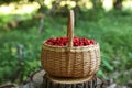 Basket with delicious wild strawberries on stump in forest