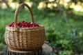 Basket with delicious wild strawberries on stump in forest. Space for text