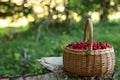 Basket with delicious wild strawberries on wooden stump in forest. Space for text