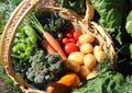 A basket with different kinds of vegetable Royalty Free Stock Photo