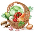 Basket different Vegetables