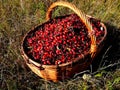 Basket with a dogrose