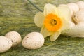 Basket with easter eggs and daffodil Royalty Free Stock Photo