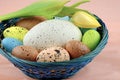 Basket with Easter quail eggs and yellow tulip on pale pink background. Royalty Free Stock Photo