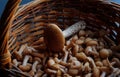 Basket with eatable mushrooms. Summer morning., background Royalty Free Stock Photo