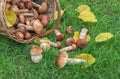 Basket with edible mushrooms on the green grass Royalty Free Stock Photo