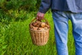 Basket with edible porcini mushrooms in man`s hand against summer landscape of meadow and forest edge. Fresh pine boletus or cep Royalty Free Stock Photo