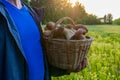 Basket with edible porcini mushrooms in man`s hand against summer landscape of meadow and forest edge. Fresh pine boletus or cep Royalty Free Stock Photo