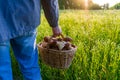 Basket with edible porcini mushrooms in man`s hand against summer landscape of meadow and forest edge. Fresh pine boletus or cep Royalty Free Stock Photo