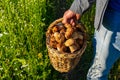 Basket with edible porcini mushrooms in man`s hand against summer landscape of meadow. Fresh pine boletus or cep mushrooms. Royalty Free Stock Photo