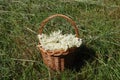 Basket with elder flowers