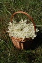 Basket with elder flowers Royalty Free Stock Photo