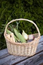 Basket of Fall Vegetables on a Rustic Table Royalty Free Stock Photo