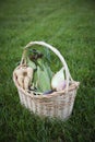 Basket of Fall Vegetables Royalty Free Stock Photo