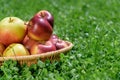 Basket with farmer apples outdoors Royalty Free Stock Photo