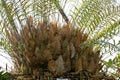 Basket fern, in Latin called drynaria rigidly, is a species of a tropical fern. Royalty Free Stock Photo