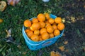 Fresh Fruit Collected in a Basket Fresh from Organic Produce Farm. Healthy Food with Natural Sources of Vitamins and Minerals. Man