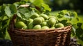 Basket filled with fresh green kiwis