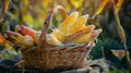 a basket filled with multiple corncobs, emphasizing harvest Royalty Free Stock Photo